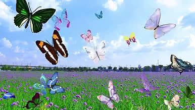 原创20个飞舞的蝴蝶元素特效抠像AE模板视频的预览图